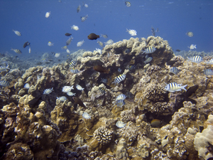 Sgt. Major Damselfish